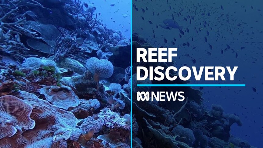 Abundance of sea life found near Great Barrier Reef - ABC News