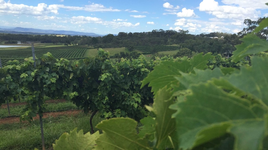 Hunter Valley vineyard, wine, grapes generic