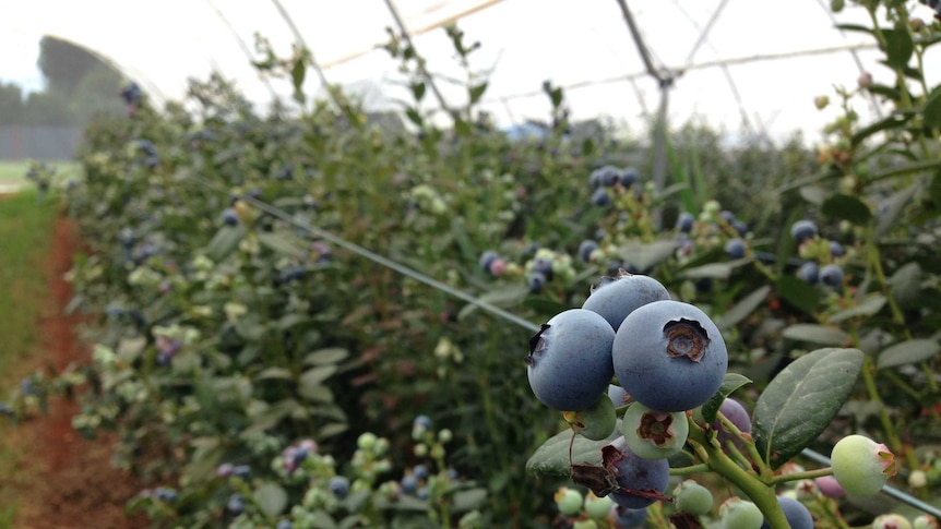 A close up of ripe blueberries growing in a row of potted plants in a tropical orchard