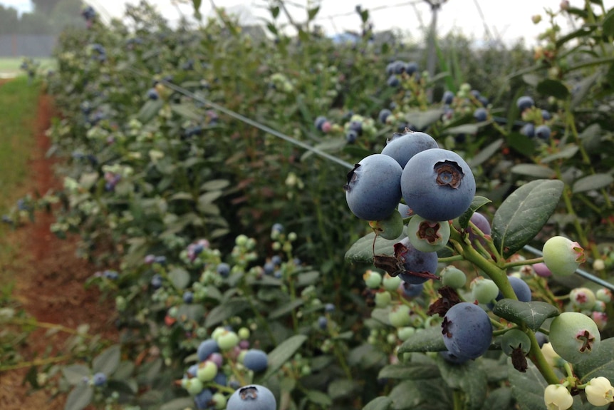 A close up of ripe blueberries growing in a row of potted plants in a tropical orchard