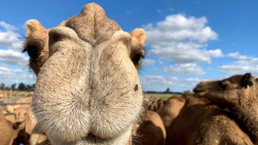 A camel is standing close to the camera with a blue sky above