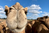 A camel is standing close to the camera with a blue sky above