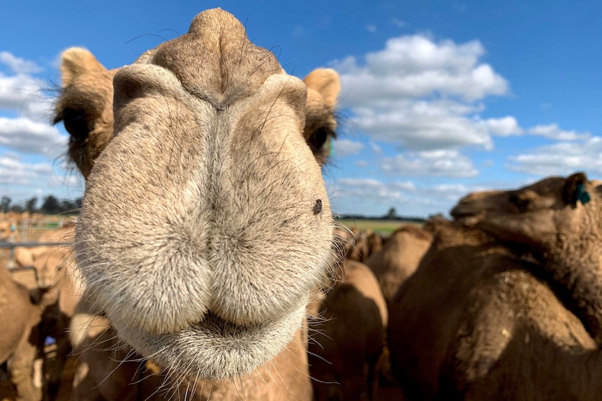 A camel is standing close to the camera with a blue sky above