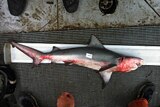 A bull shark with red marks on it caught in the Calliope River, Gladstone in October.