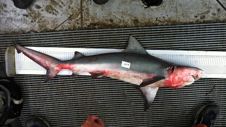 A bull shark with red marks on it caught in the Calliope River, Gladstone in October.