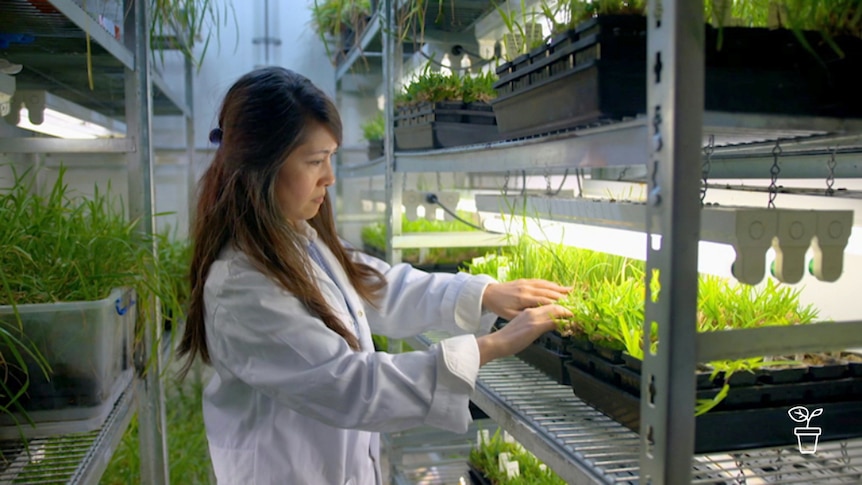 Woman in lab coat touching trays of plants on shelving racks