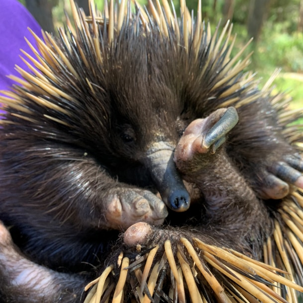 Ethel the echidna