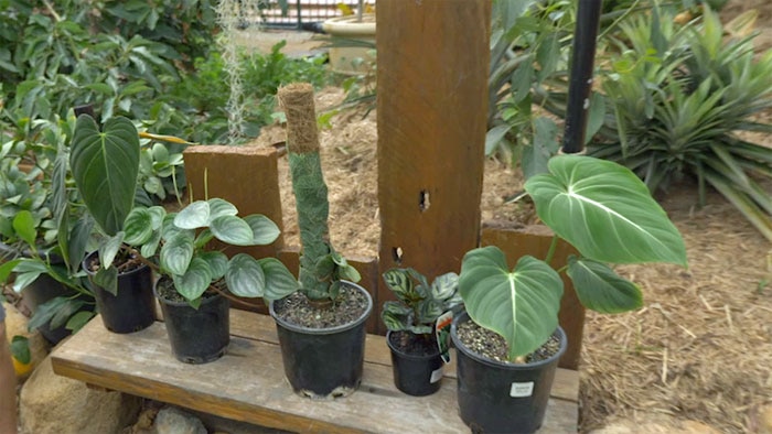 Pot plants on wooden shelf outdoors