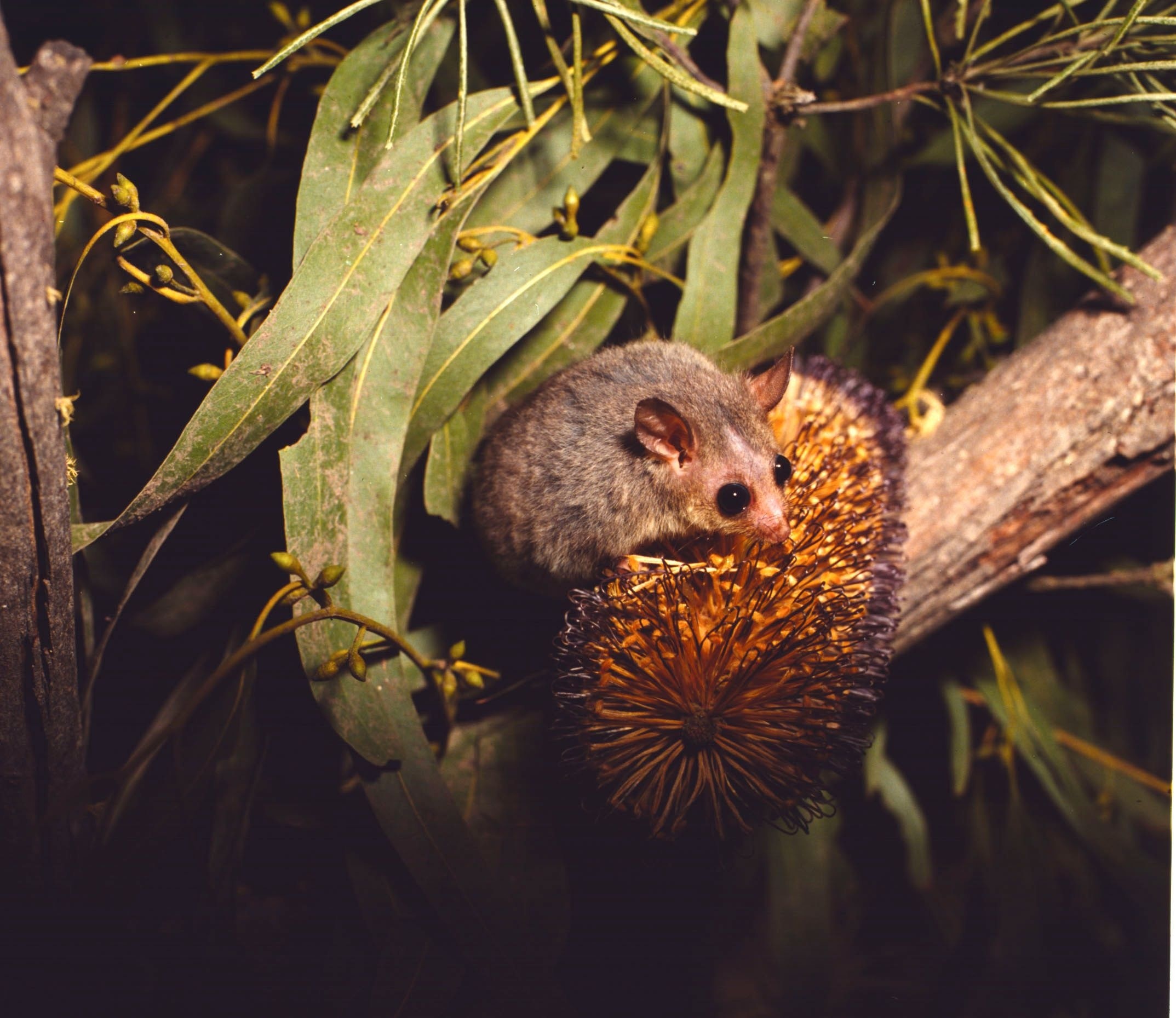A small furry creature the size of a hand with large eyes and ears sits on a flower