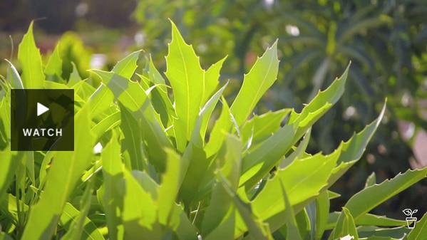 Green leaves of a cussonia plant. Has Video.