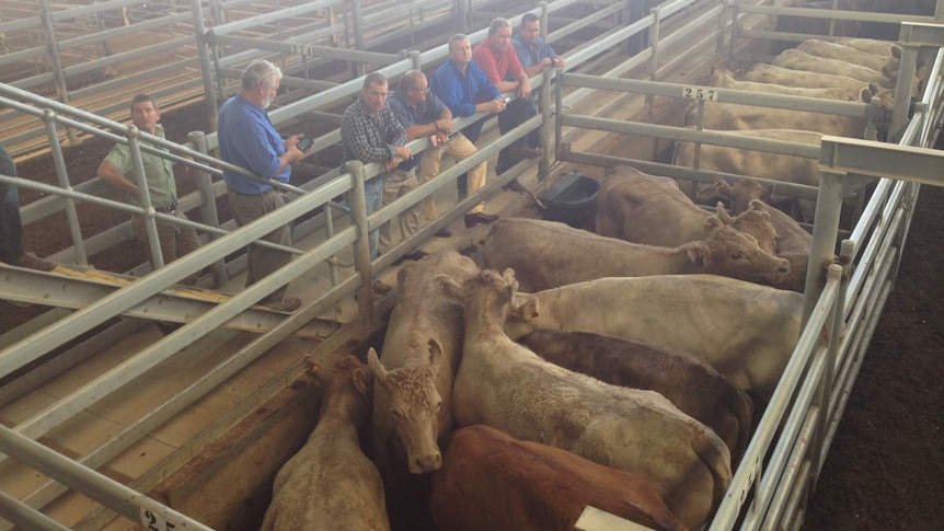 A group of men standing and looking at cattle in saleyards.