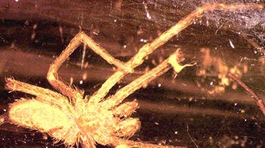 Scientists hope to extract DNA from a 20 million-year-old spider preserved in amber.