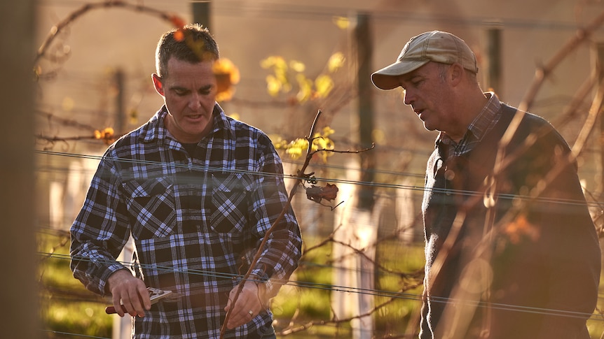 farmers andrew and richard jones working on grape vines