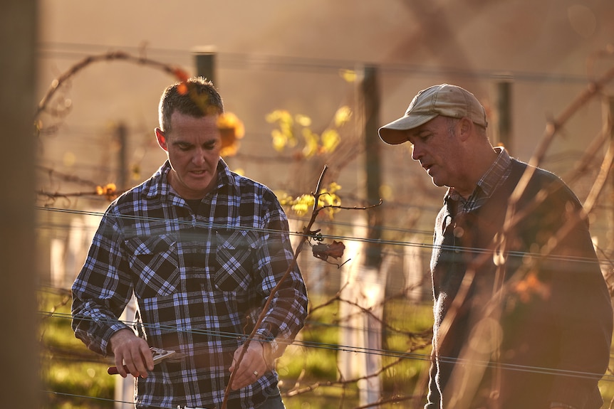 farmers andrew and richard jones working on grape vines