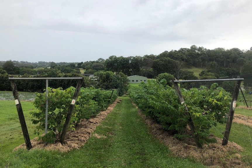 Two rows of custard apple trees.