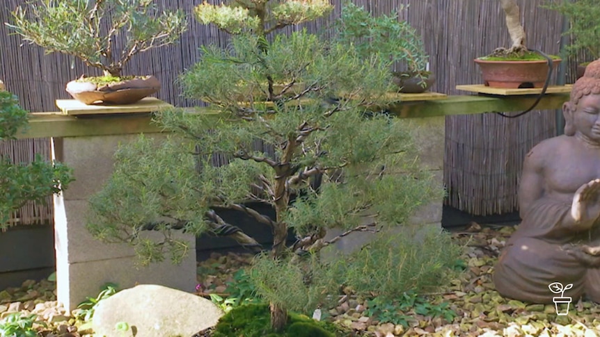 Bonsai trees outdoors on wooden benches