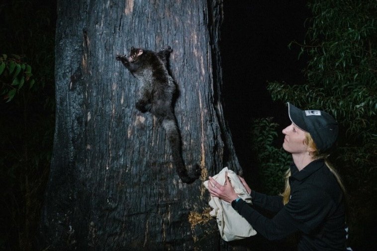 Woman releases a fluffy glider out of a calico bag at night and it scurries up the bark of a large tree
