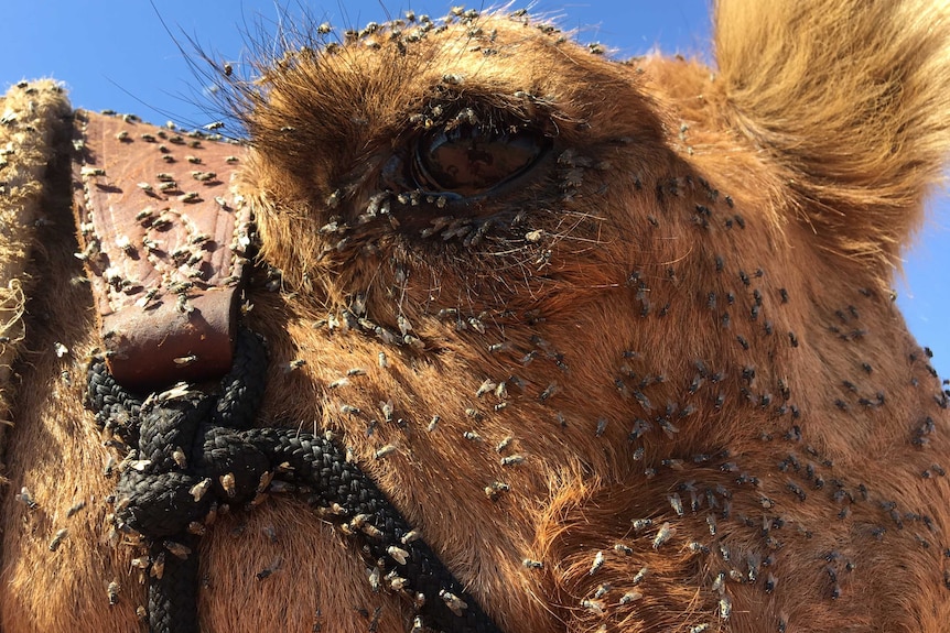 Thousands of flies on a camel's face