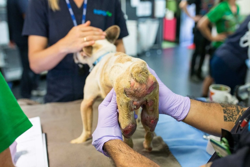 A dog with leg sores is patted by a RPSCA worker