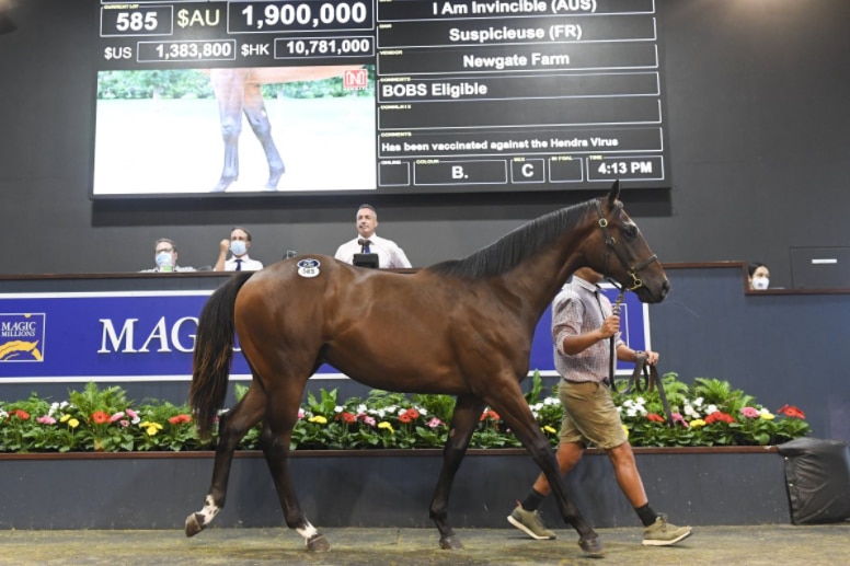 A horse is led around a sale ring