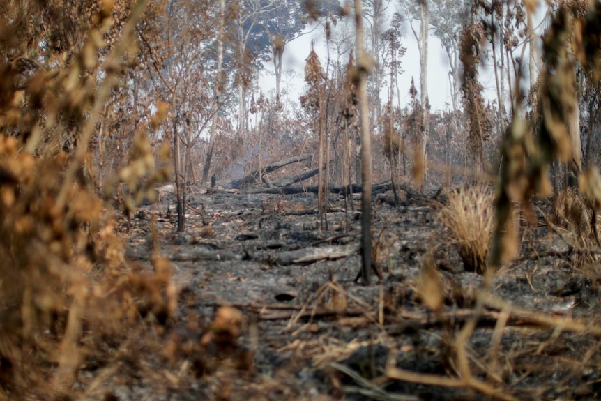 A section of Amazon rainforest burns, revealing charred logs, tree trunks and grasses.