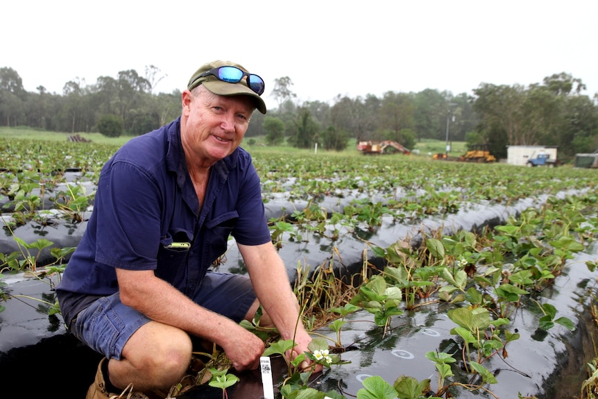 An older man dressed in blue farm work gear and brown boots squats between rows of freshly planted strawberries