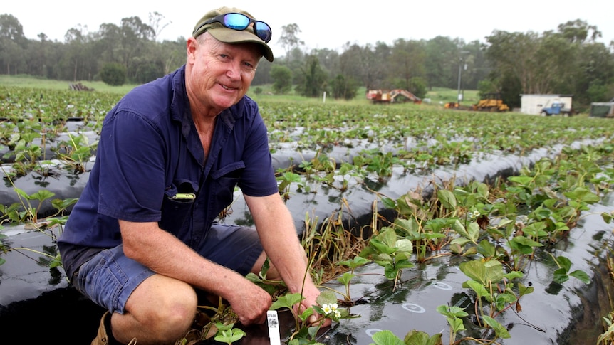 An older man dressed in blue farm work gear and brown boots kneels between rows of freshly planted strawberries.