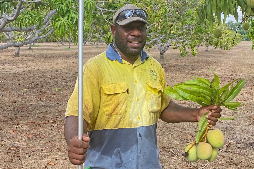 A man in high-visibility work gear displays a bunch of mangoes he has just snipped from a tree in an orchard.