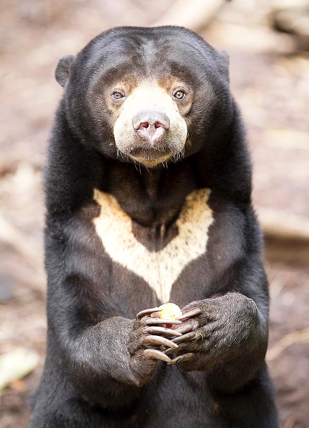 Ann Burgess Gossip Are Malayan Sun Bears Dangerous