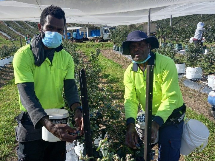 Two men from Vanuatu hold buckets full of blueberries next to rows of blueberry trees.