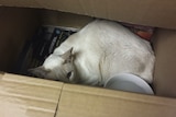 Cupcake the cat was found in a box of DVDs