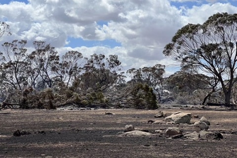 A group of trees burnt during a fire on a rural property in Wagin, WA.