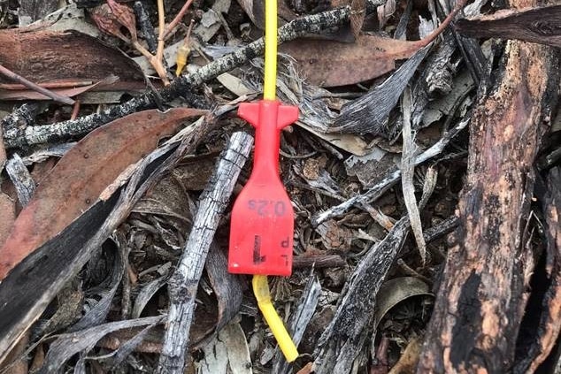 A yellow chord with a red tab lying on the ground in the bushland.