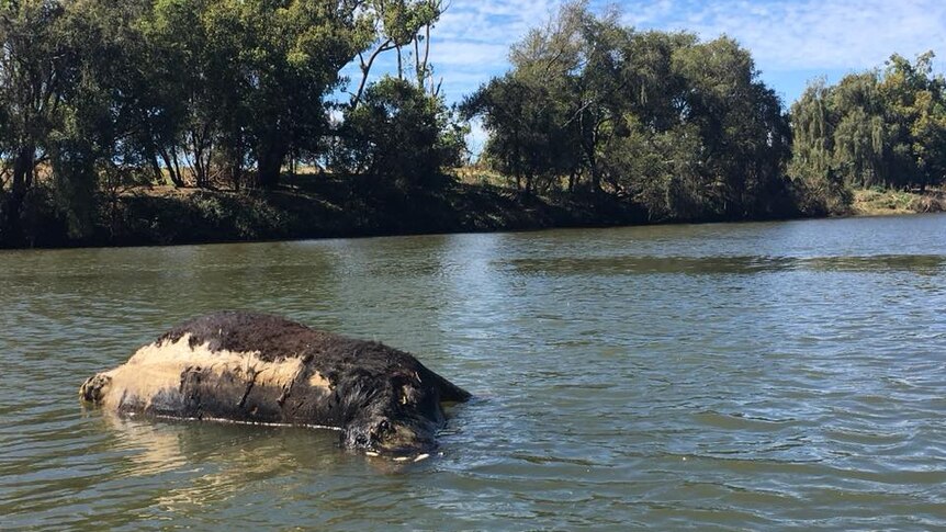 A dead cow floating in the Richmond River.
