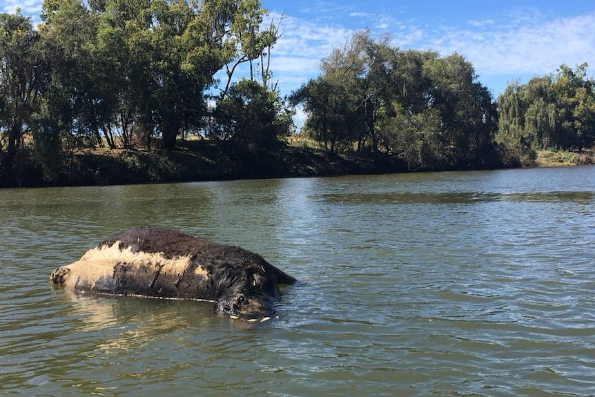 A dead cow floating in the Richmond River.