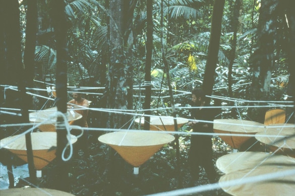 Insect-collecting trays used by Nigel Stork in thte 1980s