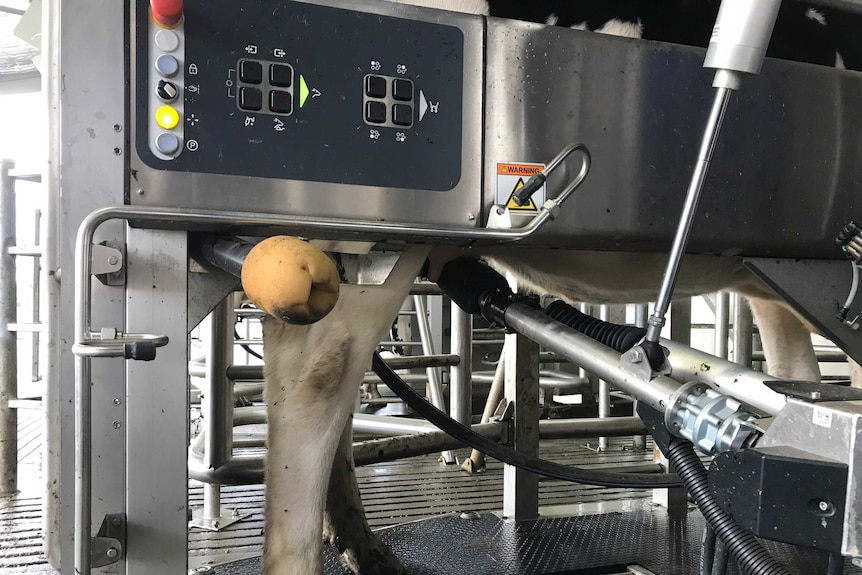 Robot arm milking