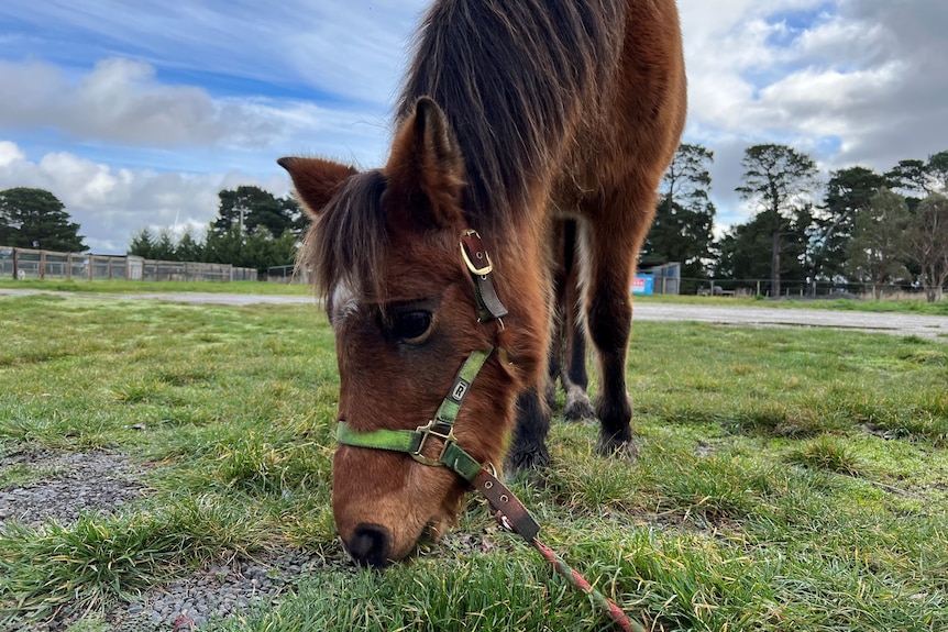 horse eating grass in 