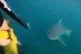 A shark swims towards to divers who are wearing yellow fins and swimming backwards away from the shark