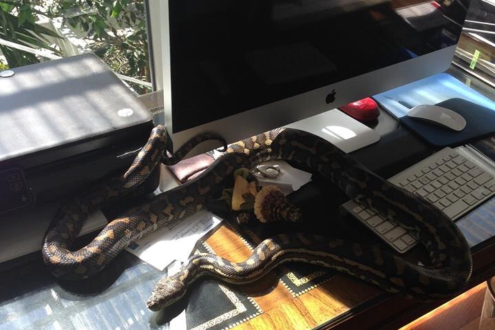 Snake in a house on a keyboard