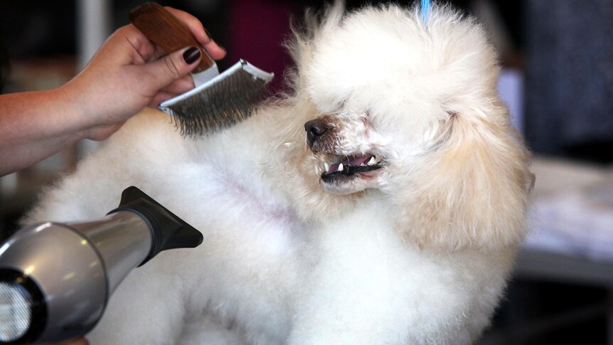A poodle is groomed during a dog grooming competition.