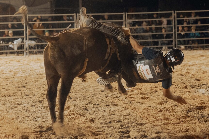 A bull rider falls off his mount at a rodeo. 
