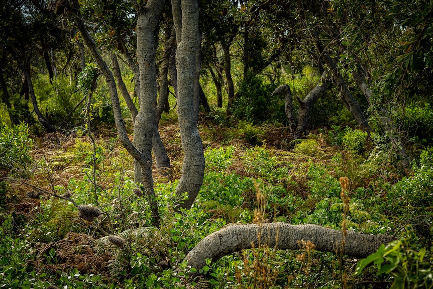 Trees amongst prime beachfront land