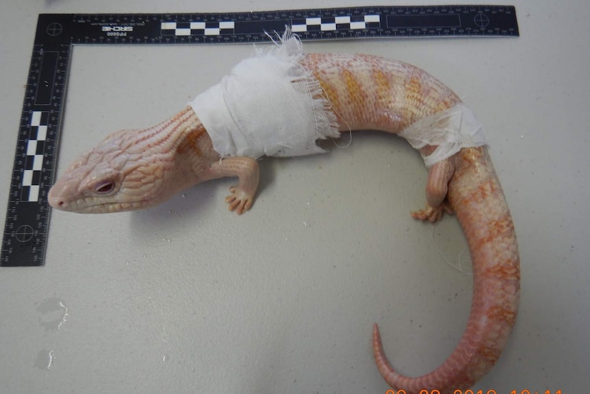 A white lizard is wrapped in two bandages next to a ruler.