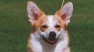 Brook the Corgi was stolen, along with her owner's car, outside Chadstone