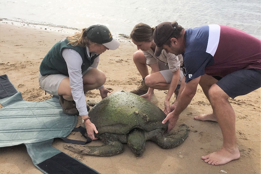 People rescue a sick sea turtle from beach at Moreton Bay off south-east Queensland