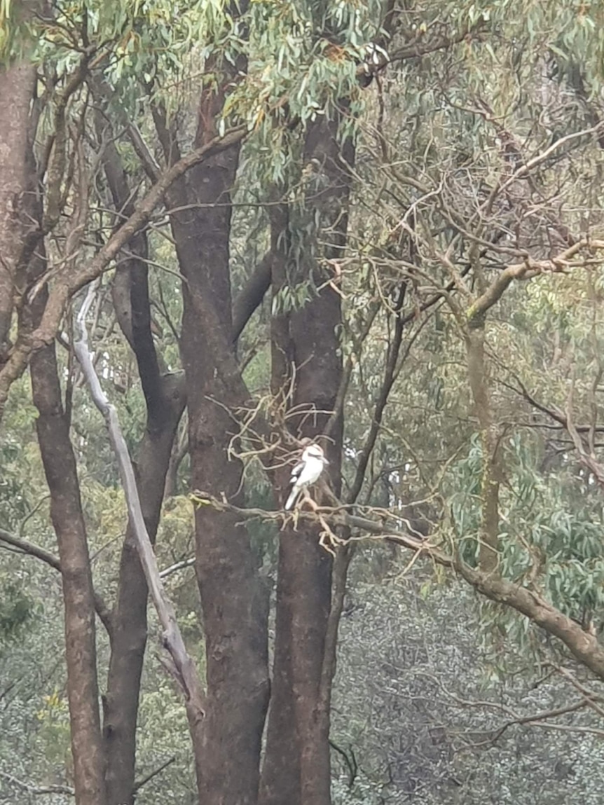 A kookaburra in a tree.