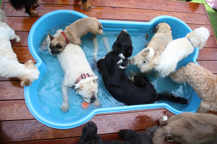 three dogs in a bone shaped bath
