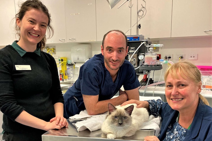 Kiwi the kitten lies on a clinic table at the vet surrounded by staff and his owner.