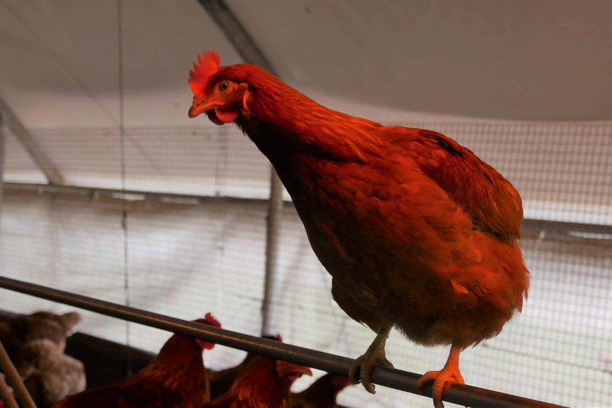 Chicken in barn